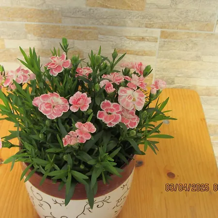 Apartma Vilma